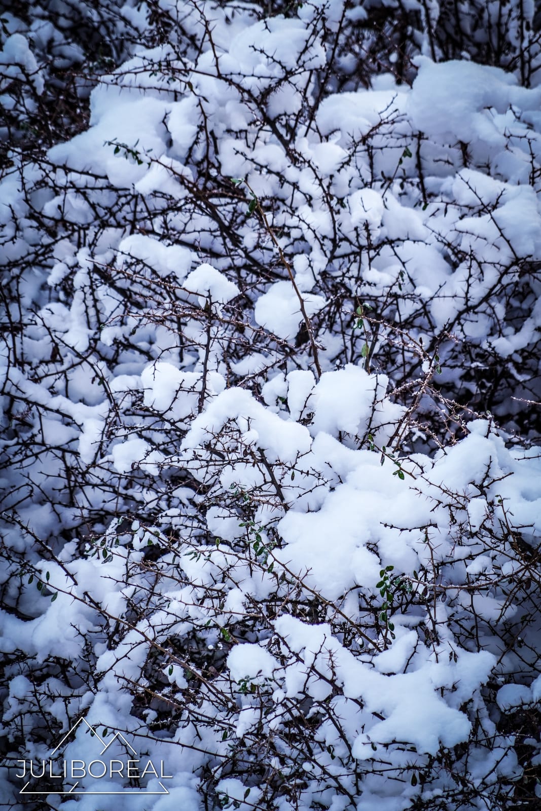 Ramas y nieve