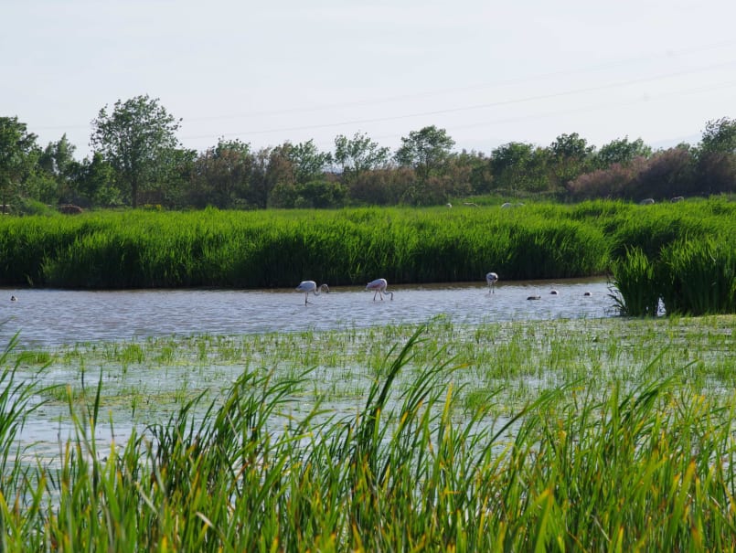 Aiguamolls de l'Empordà - 0