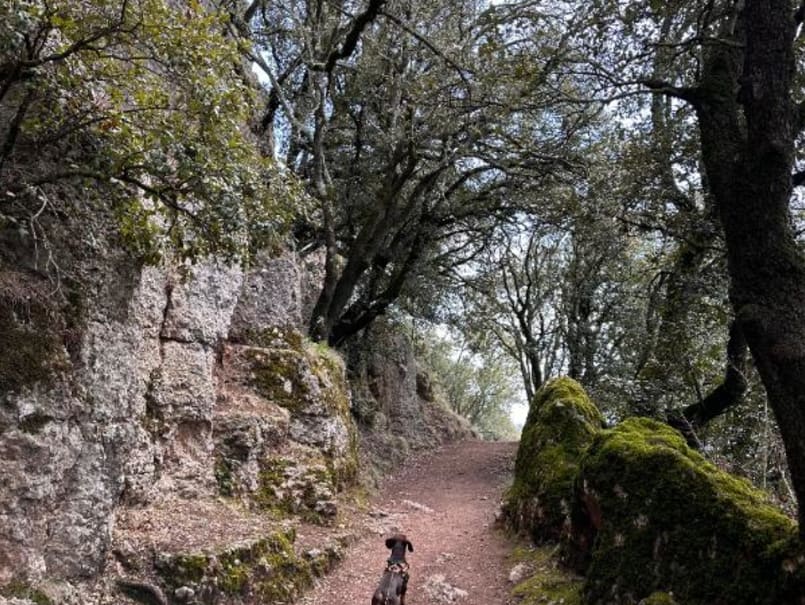 Castell de Tagamanent - 3