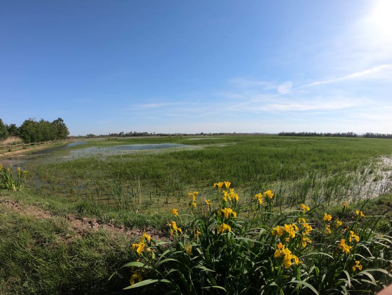 Aiguamolls de l'Empordà - 5