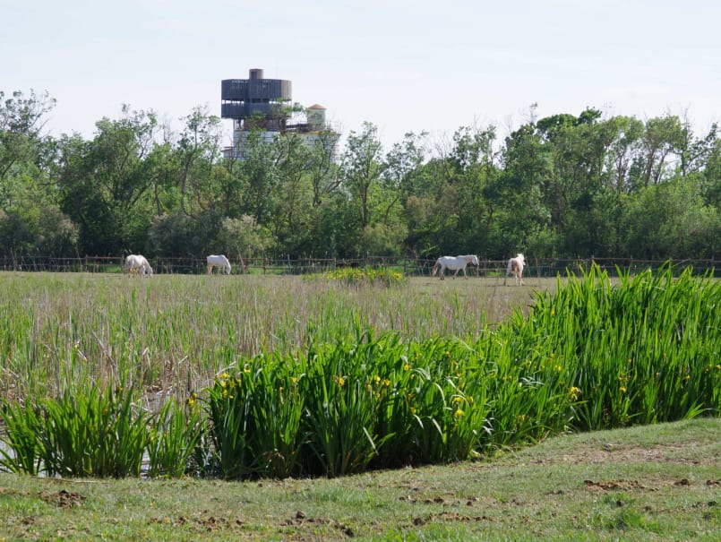 Aiguamolls de l'Empordà - 1