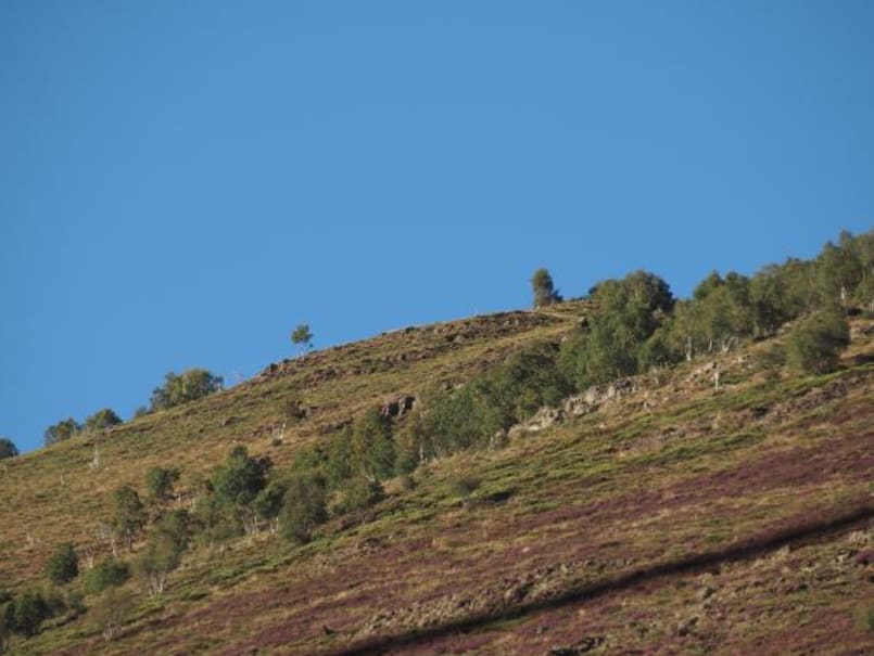 La Brama del Cérvol al Pallars Sobirà - 4