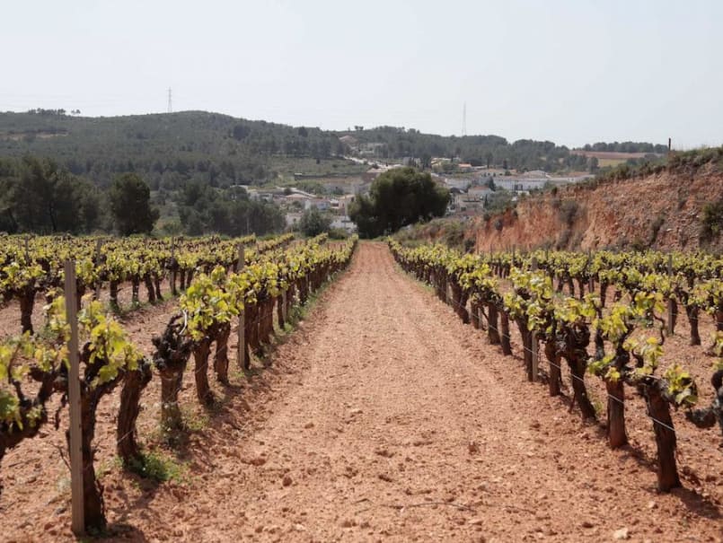 Barraca entre vinyes - 0