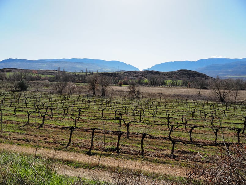 Tast de vins al Celler Vila Corona - 3