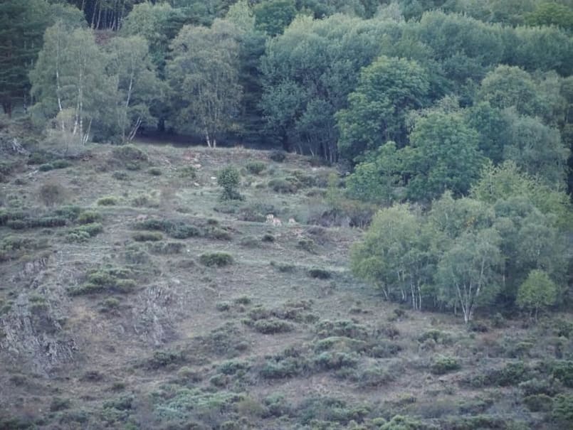 La Brama del Cérvol al Pallars Sobirà - 1