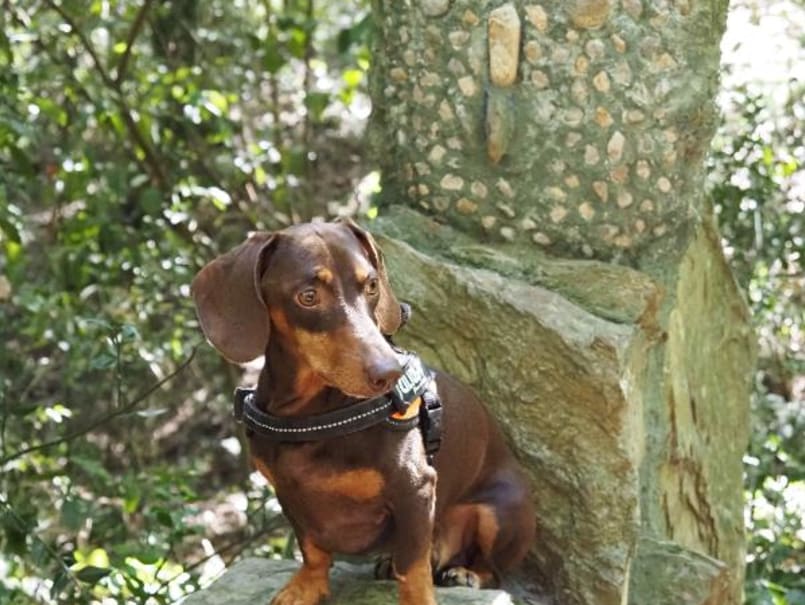 Bosc de les Escultures de Celrà - 3