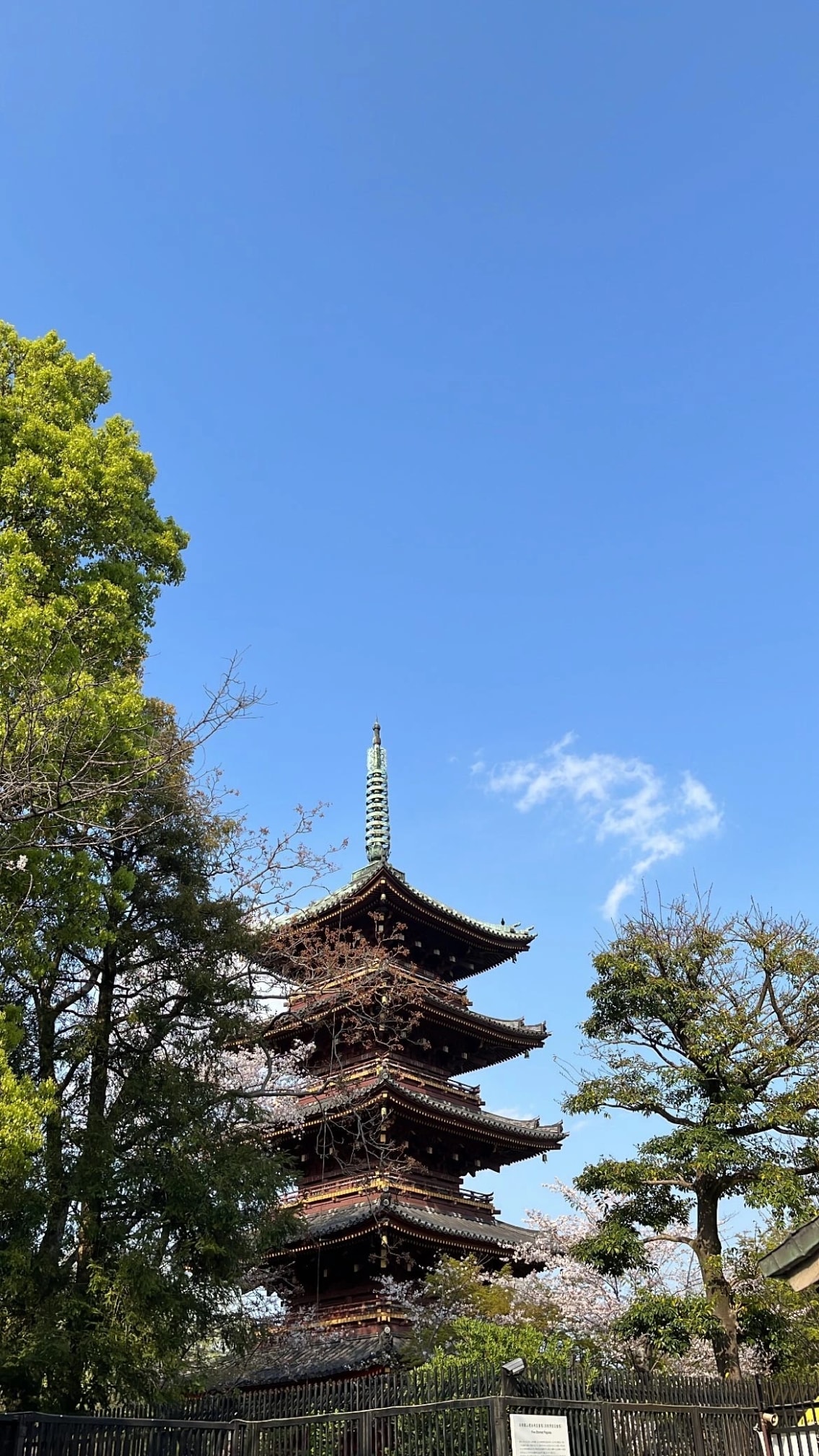 花見 (Hanami) - Cherry Blossom Viewing at Ueno Park, Japan