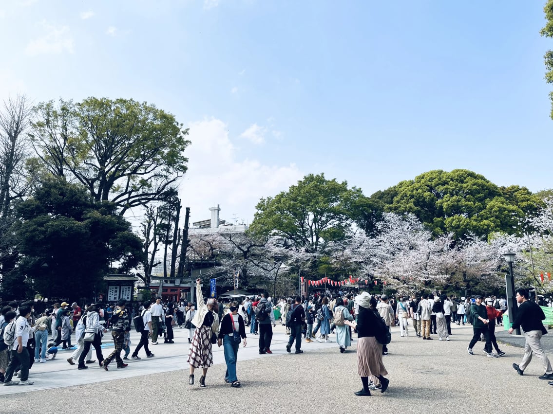 花見 (Hanami) - Cherry Blossom Viewing at Ueno Park, Japan