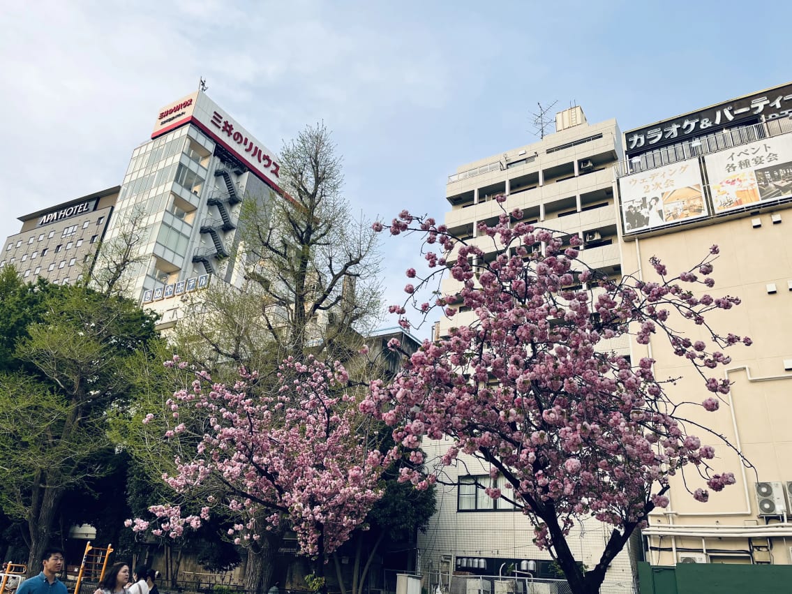 花見 (Hanami) - Cherry Blossom Viewing at Ueno Park, Japan