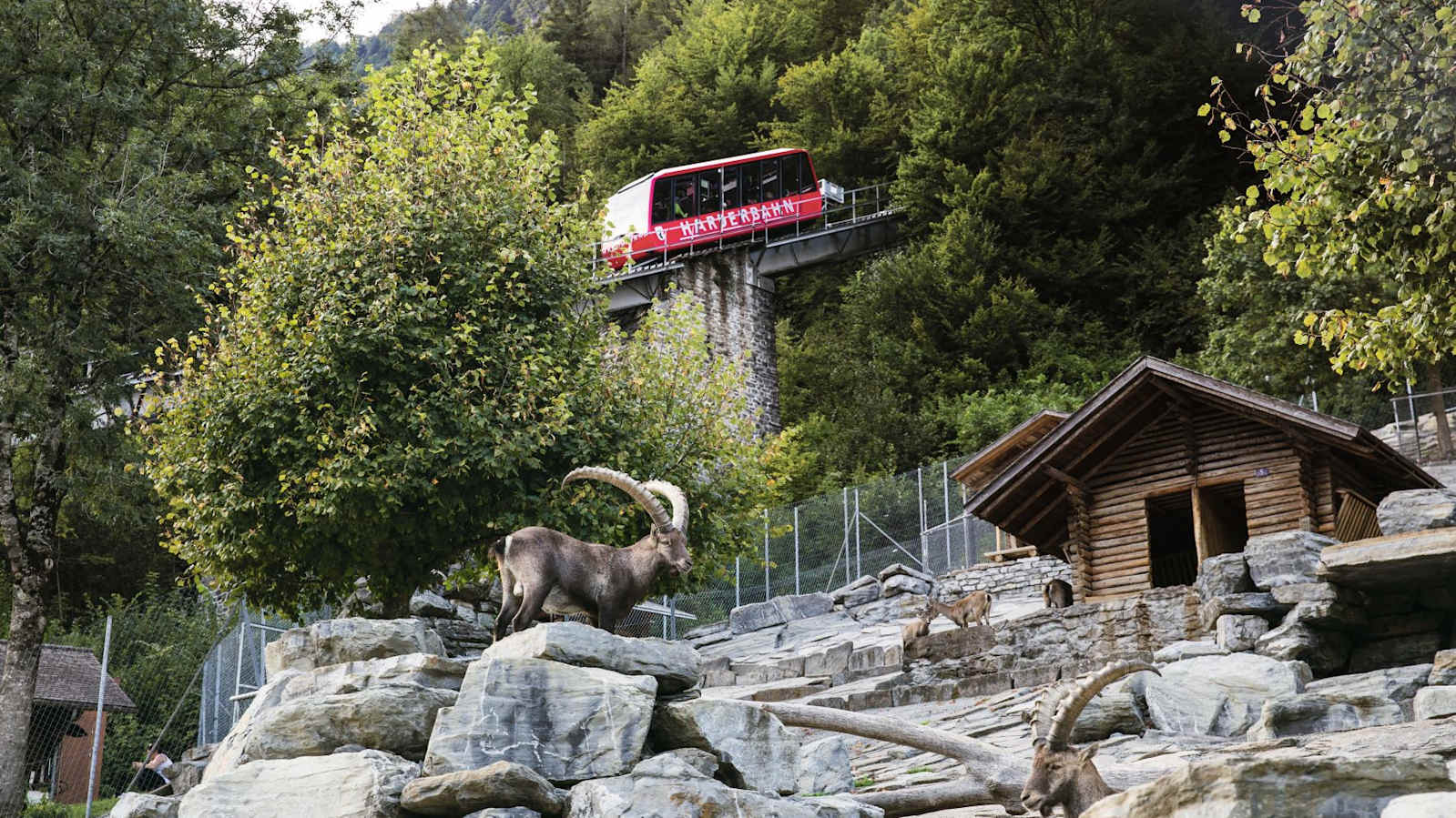Harderbahn Wildpark 