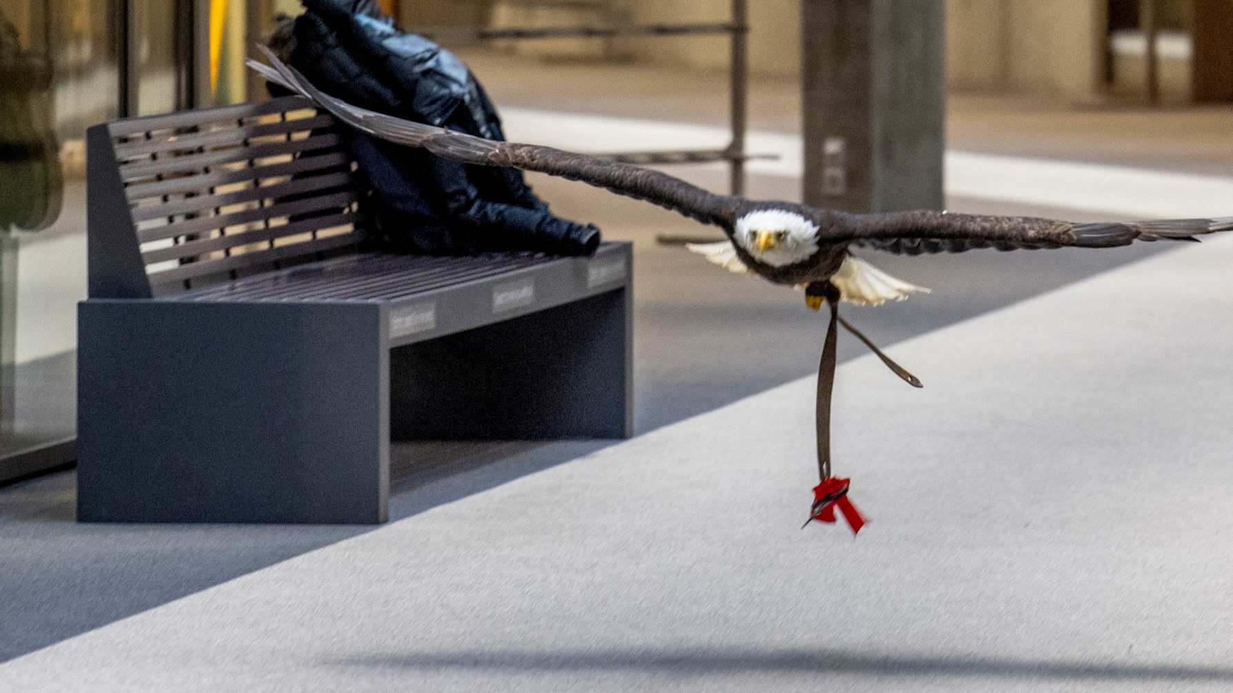 L’aigle Sherkan apporte les ciseaux Copie