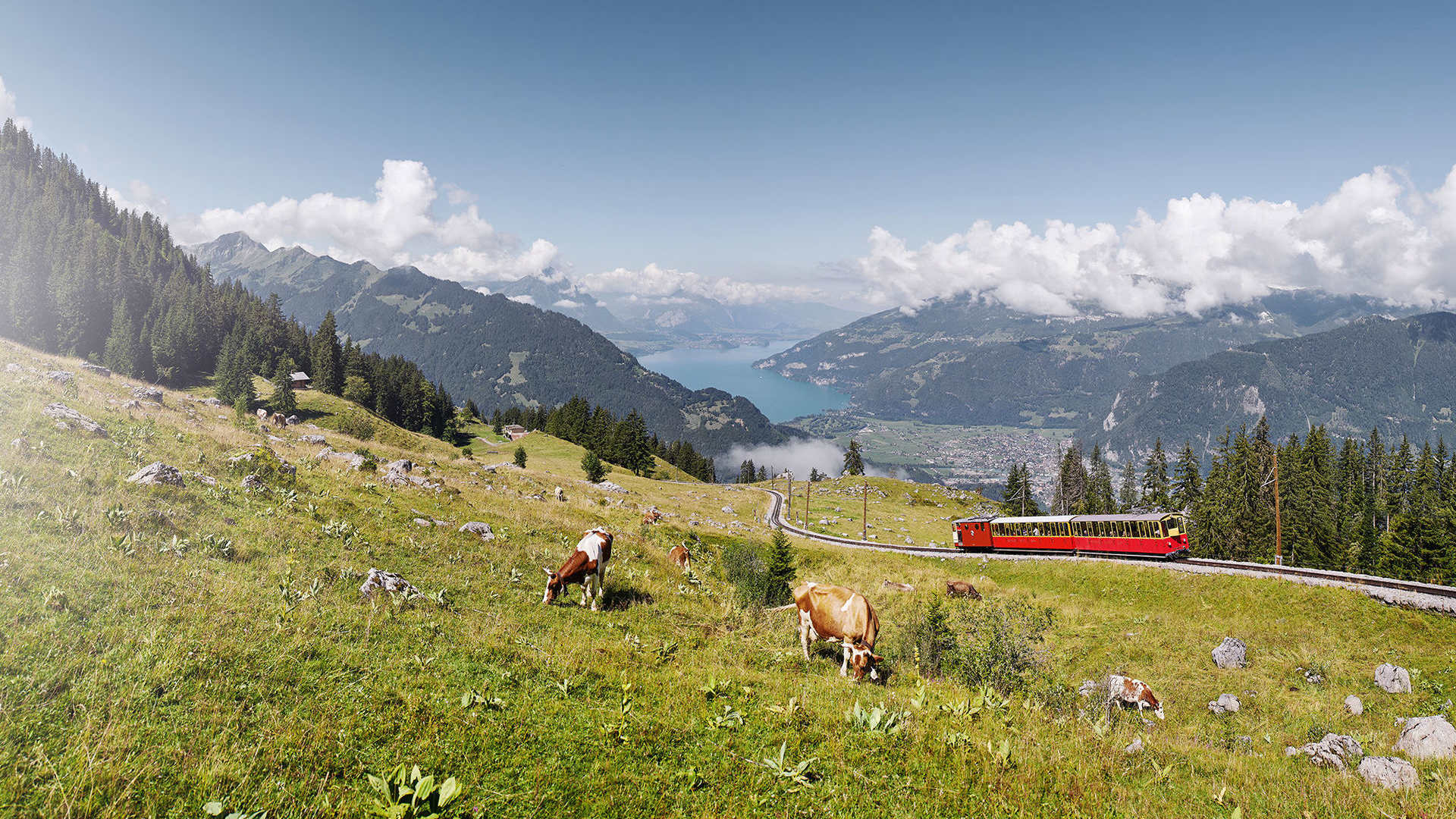 Schynige platte bahn kuehe