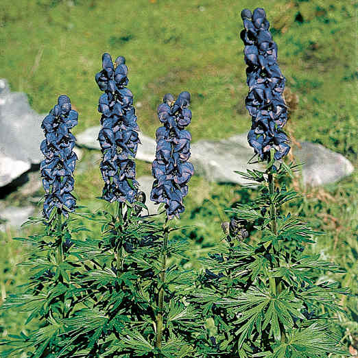 Alpengarten, Erlebnisse-Aktivitaeten, Jahreszeit, Schynige-Platte, Sommer, jungfrau.ch