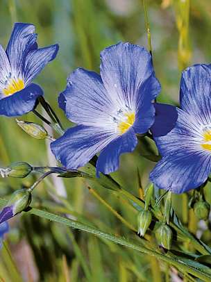 Alpengarten, Erlebnisse-Aktivitaeten, Jahreszeit, Schynige-Platte, Sommer, jungfrau.ch