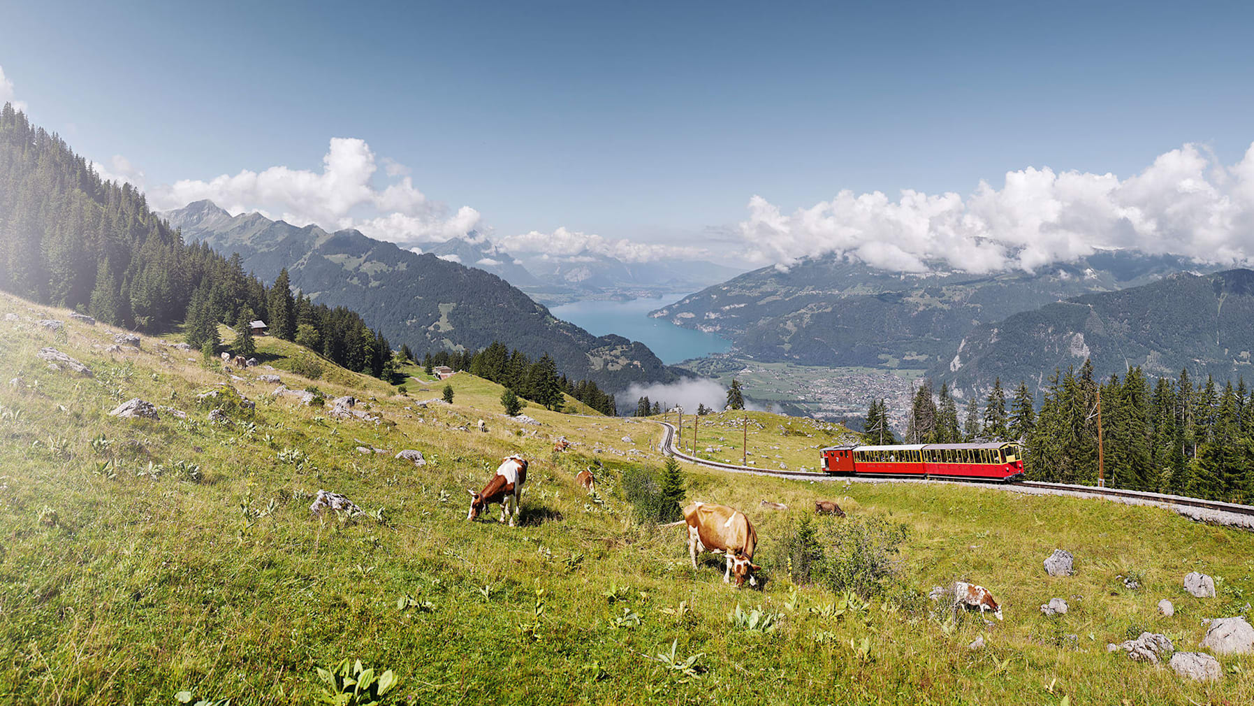 Schynige platte bahn kuehe