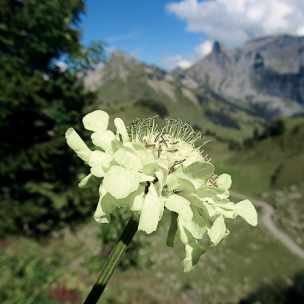 Alpengarten, Erlebnisse-Aktivitaeten, Jahreszeit, Schynige-Platte, Sommer, jungfrau.ch