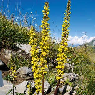 Alpengarten, Erlebnisse-Aktivitaeten, Jahreszeit, Schynige-Platte, Sommer, jungfrau.ch