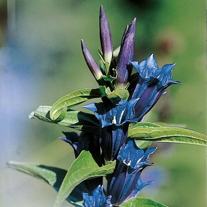 Alpengarten, Erlebnisse-Aktivitaeten, Jahreszeit, Schynige-Platte, Sommer, jungfrau.ch