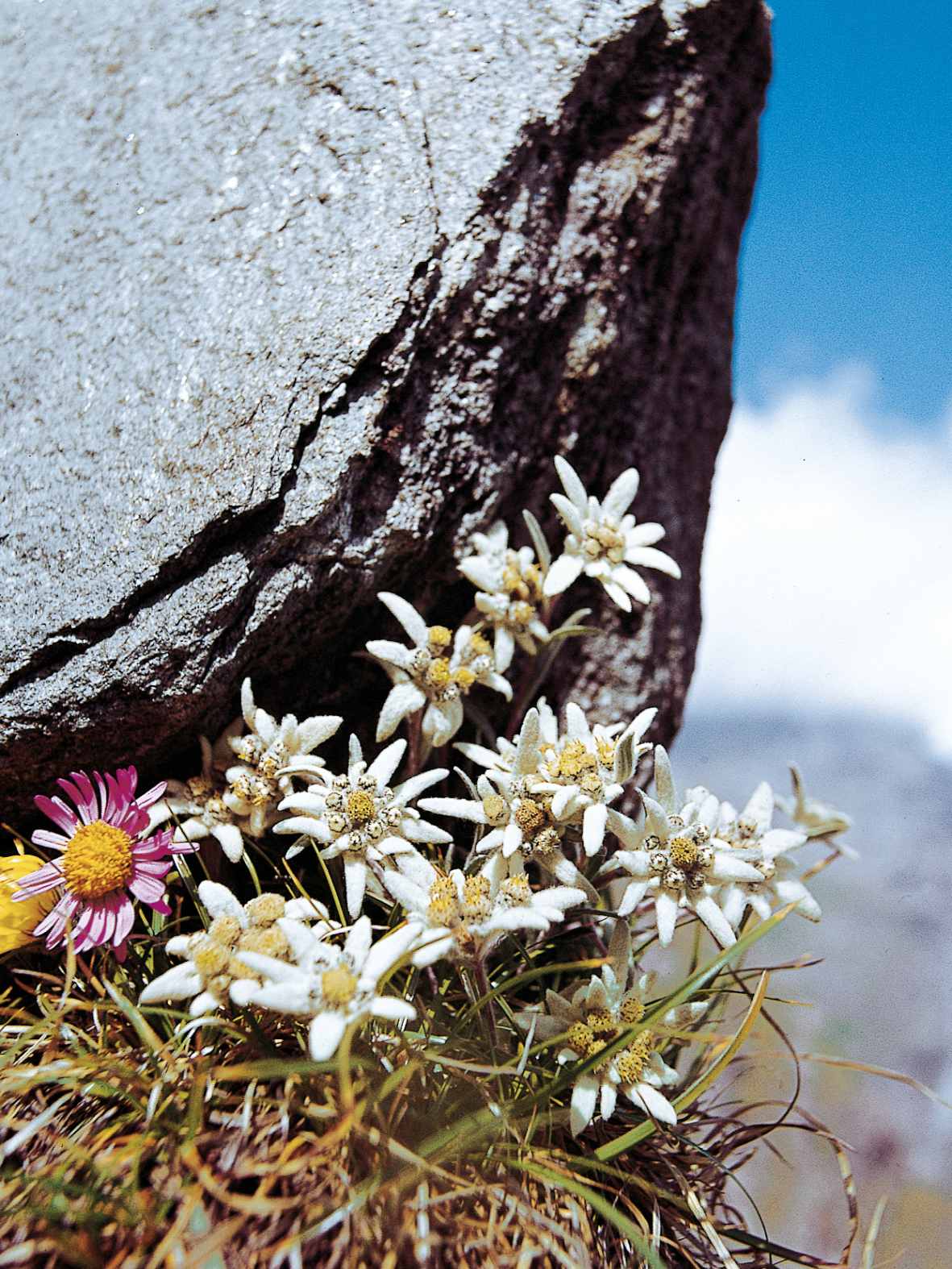 Alpengarten, Erlebnisse-Aktivitaeten, Jahreszeit, Schynige-Platte, Sommer, jungfrau.ch