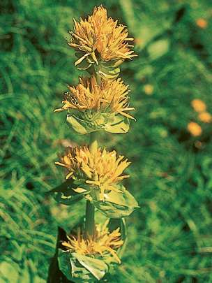 Alpengarten, Erlebnisse-Aktivitaeten, Jahreszeit, Schynige-Platte, Sommer, jungfrau.ch