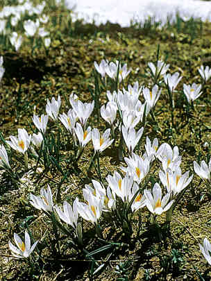 Alpengarten, Erlebnisse-Aktivitaeten, Jahreszeit, Schynige-Platte, Sommer, jungfrau.ch