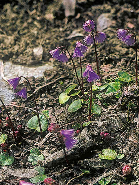 Alpengarten, Erlebnisse-Aktivitaeten, Jahreszeit, Schynige-Platte, Sommer, jungfrau.ch