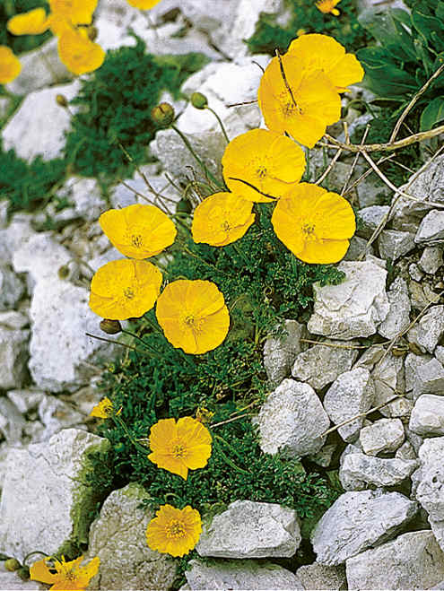 Alpengarten, Erlebnisse-Aktivitaeten, Jahreszeit, Schynige-Platte, Sommer, jungfrau.ch