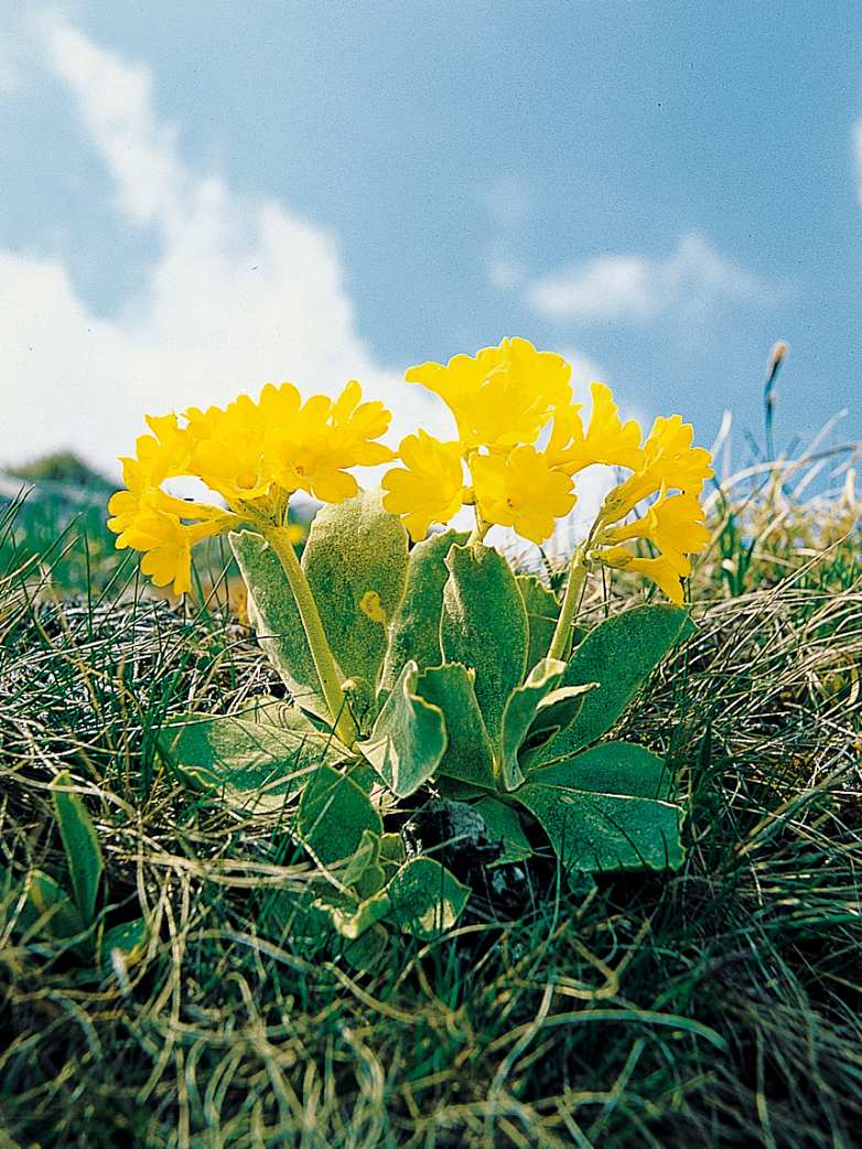 Alpengarten, Erlebnisse-Aktivitaeten, Jahreszeit, Schynige-Platte, Sommer, jungfrau.ch
