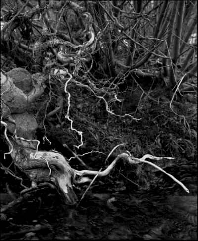 Photography portfolio image