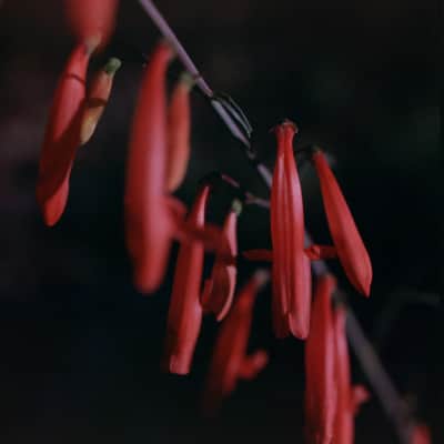 Photography portfolio image