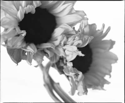 Photography portfolio image