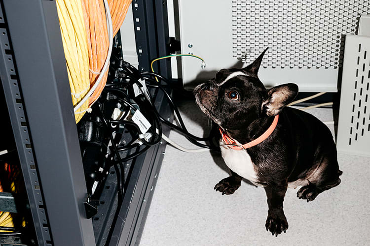 French Bulldog in the server room.