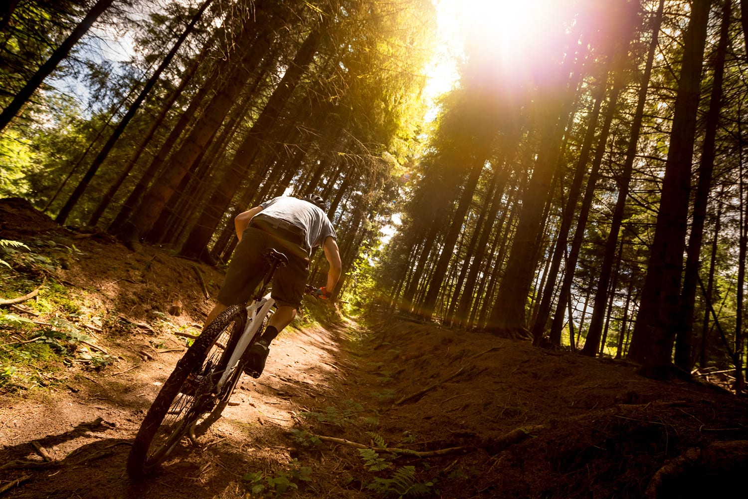 Mountain bike rider riding through a forest towards the sun