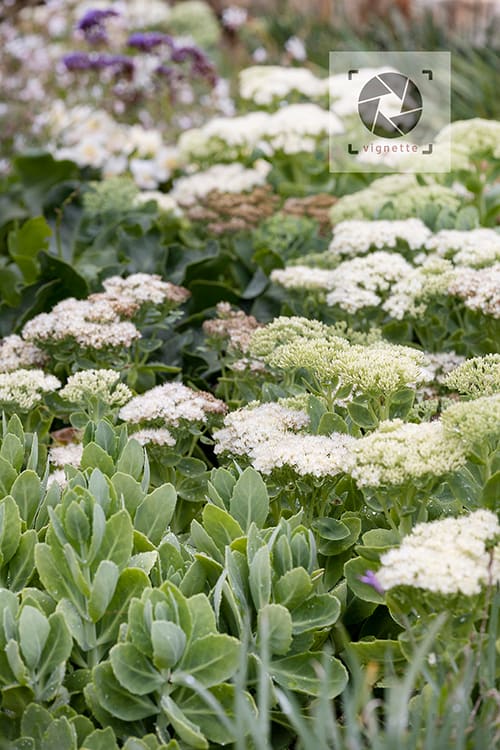 Image of Rhodes Drive