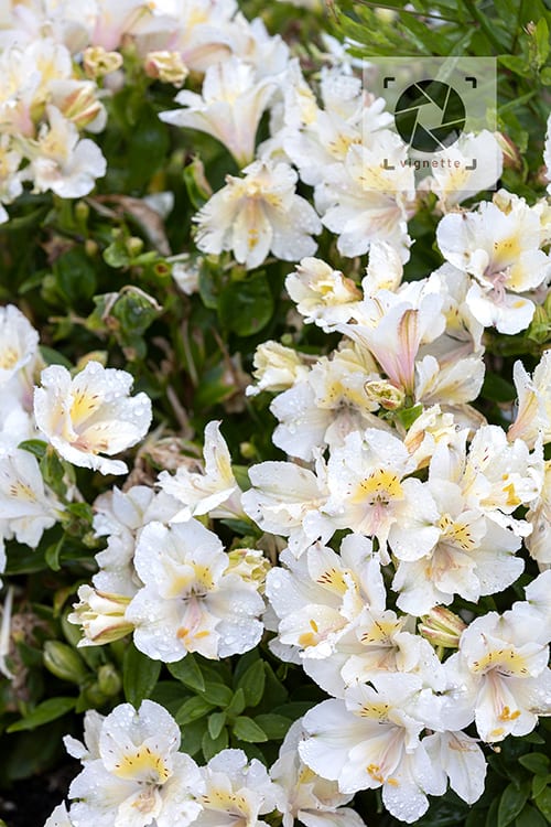 Image of Rhodes Drive