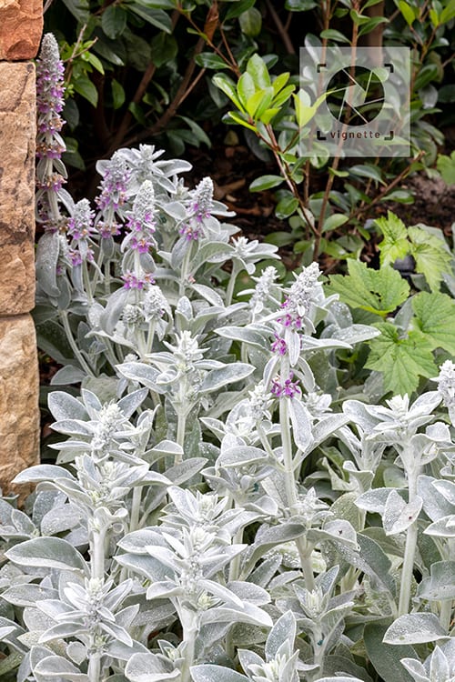 Image of Rhodes Drive