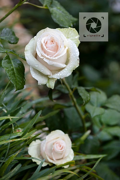 Image of Rhodes Drive