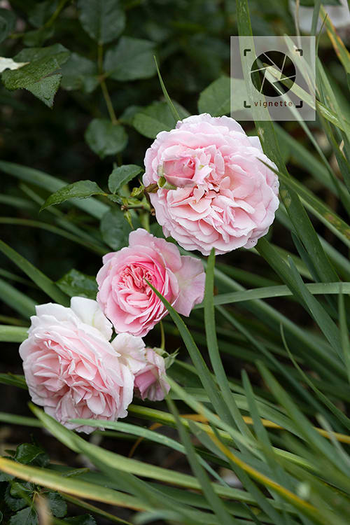 Image of Rhodes Drive