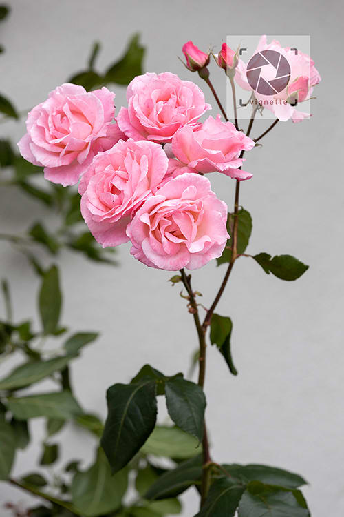 Image of Rhodes Drive