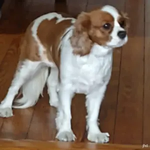 Dog standing on the floor