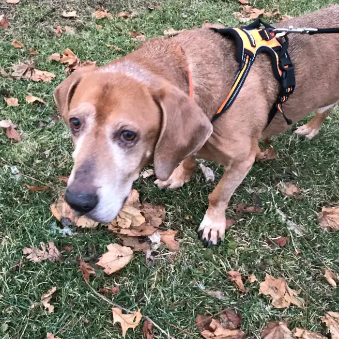 a leashed dog walking in the woods standing on top of a rock