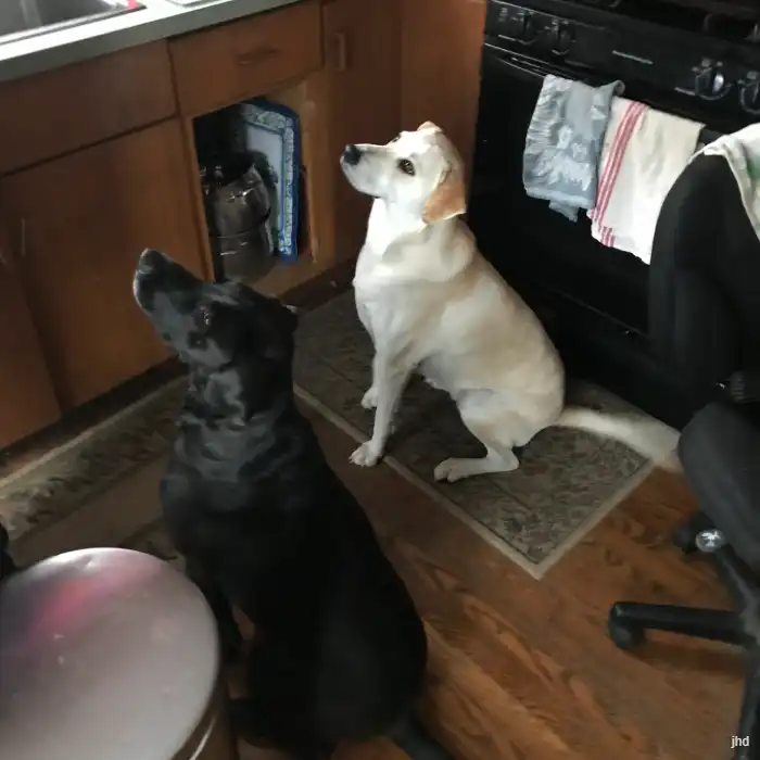 Two dogs at home