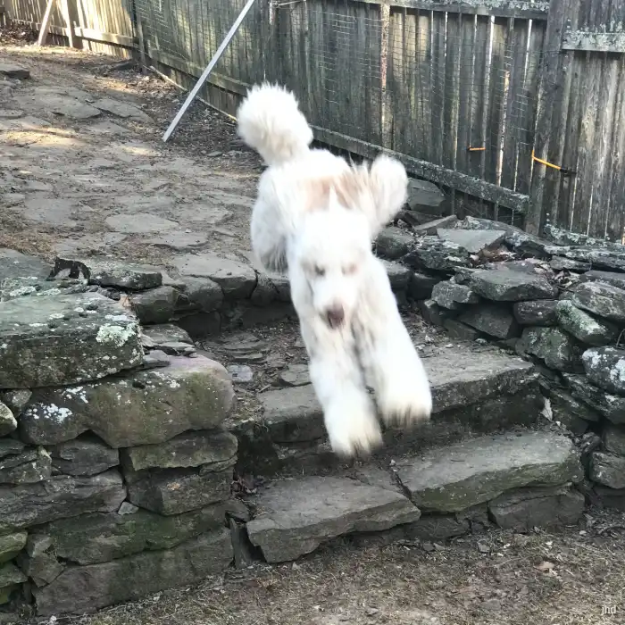 Doggie guest running in the fenced in backyard