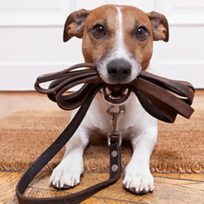 Dog holding a leash in its mouth