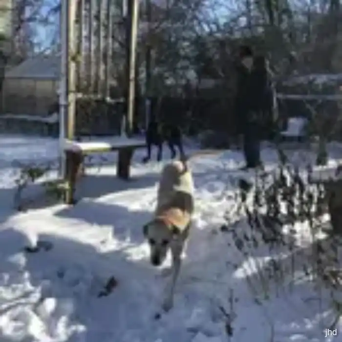 Two dogs playing in a yard watched over by the sitter