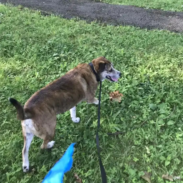 Dog walking on the grass