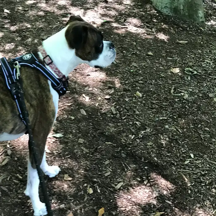 Dog on a walk in the woods