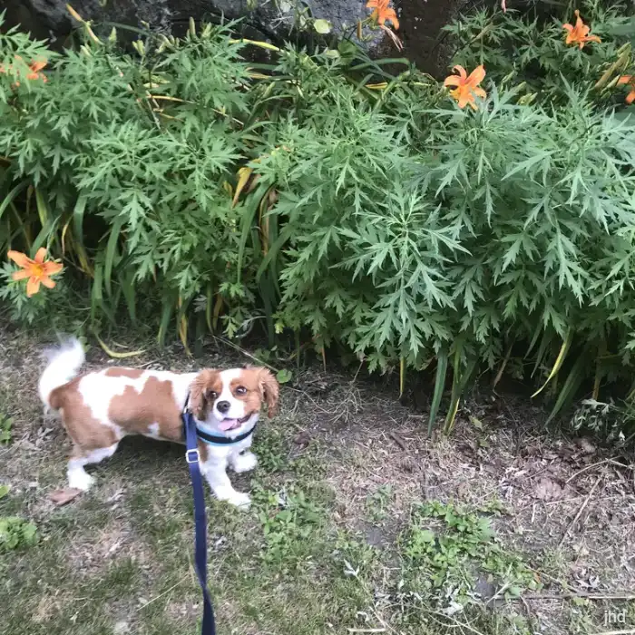 Small dog smelling the bushes