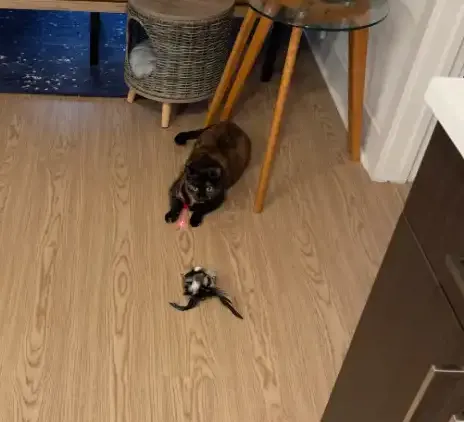 A cat playing with a laser toy