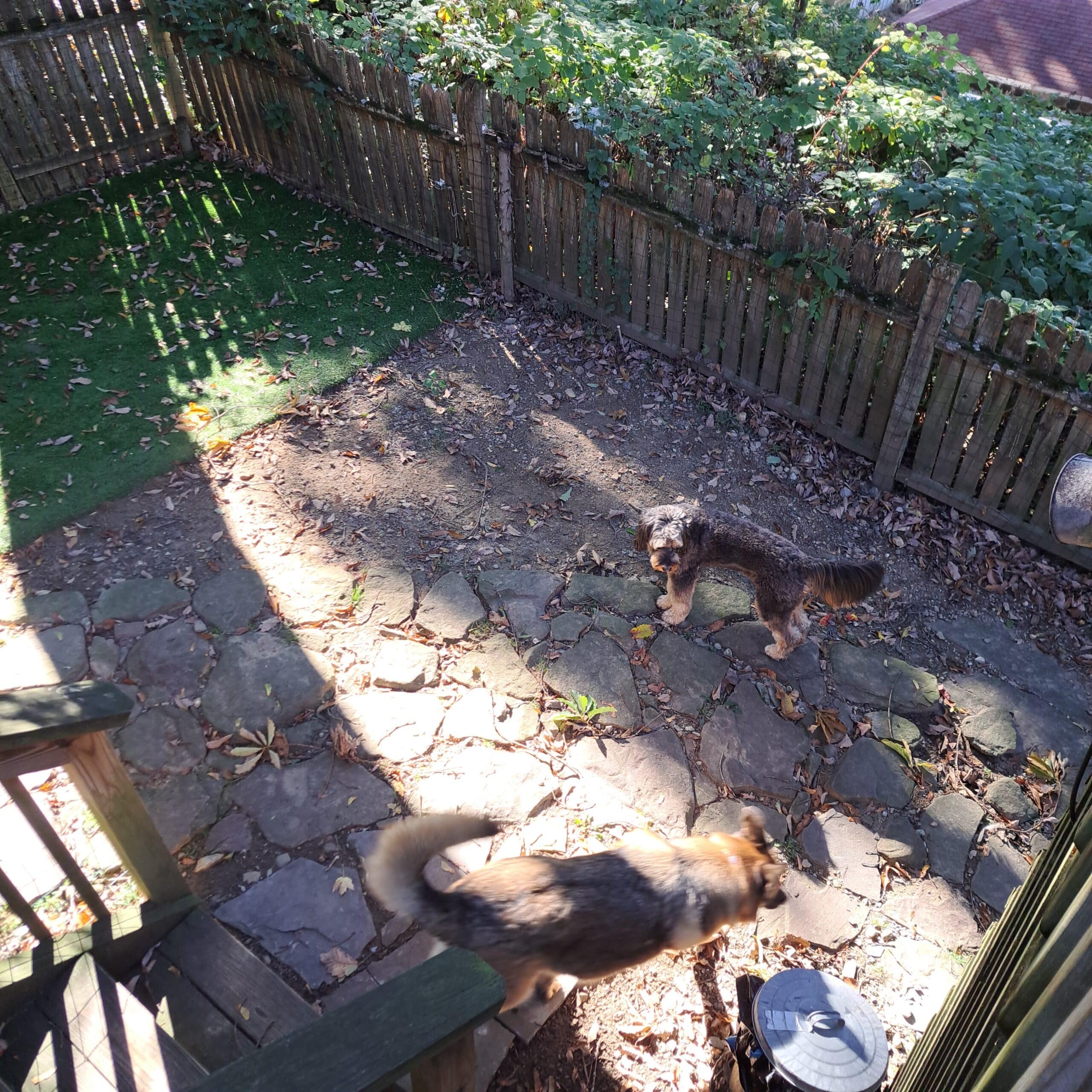 Two dogs on the stone patio